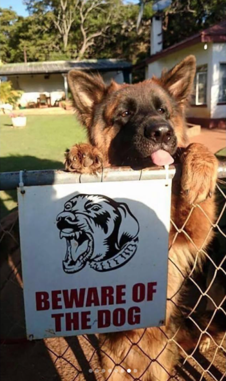 babyanimalgifs:Funny “beware of the dog” signs and the very...