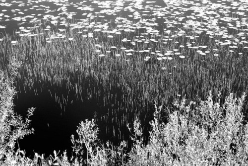 Lake at Llyn Llech Owen.