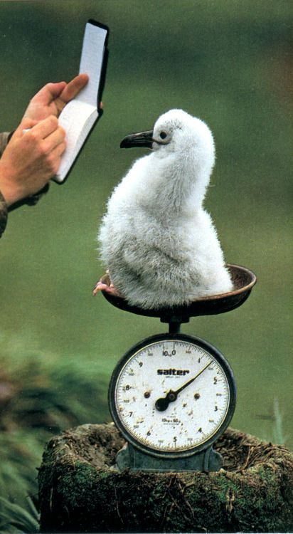 emigrejukebox:Frans Lanting: A baby albatross is weighed in...