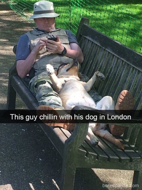 animalsnaps:Dog snaps