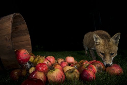 pagewoman:Feasting Foxby Richard Bowler