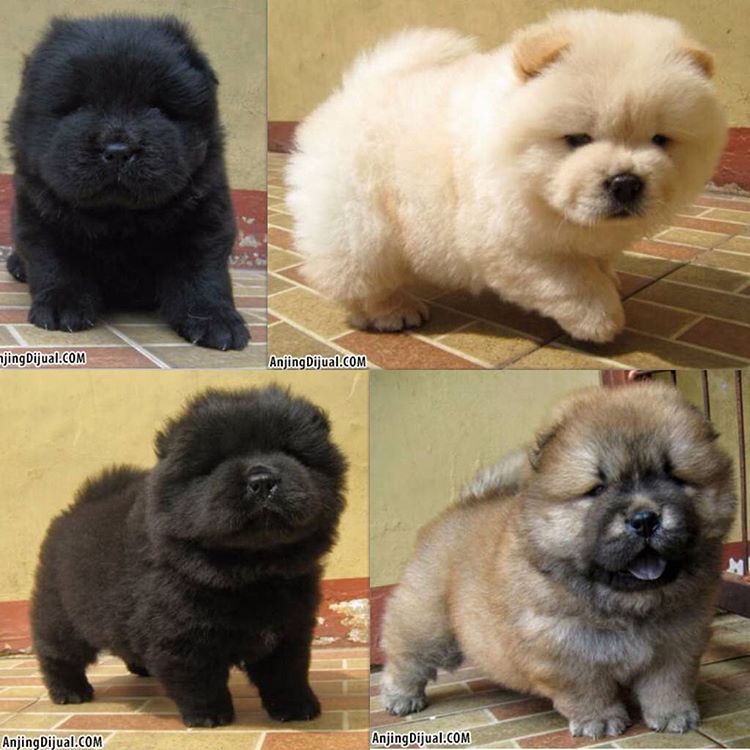 Anjingdijual Dijual Chow Chow Puppies Lucu Usia 1 5 Bulan