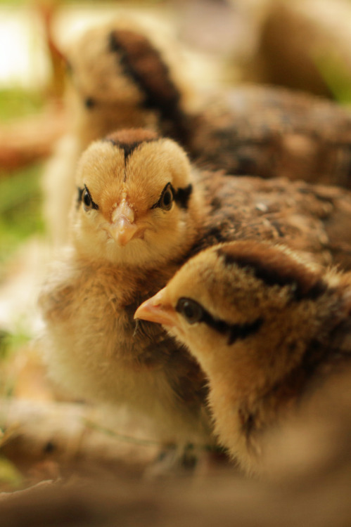 michaelnordeman:michaelnordeman:This family needed a home and...