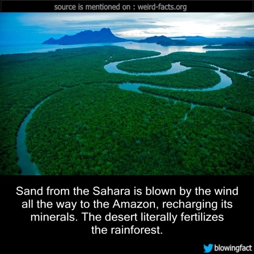 mindblowingfactz:Sand from the Sahara is blown by the wind...