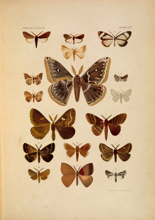 wapiti3:Lepidoptera: collected on a journey through...