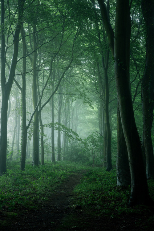 lsleofskye:Bacton Wood