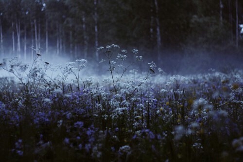 field of blue flowers tumblr