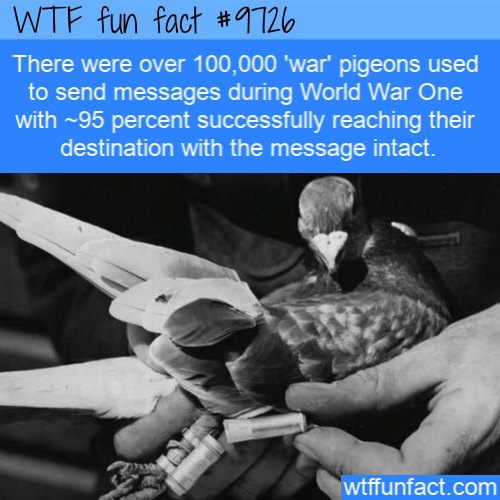 There were over 100,000 ‘war’ pigeons used to send messages during World War One with ~95 percent successfully reaching their destination with the message intact.