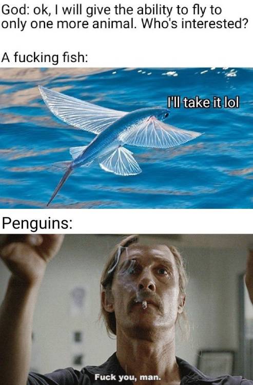 catchymemes