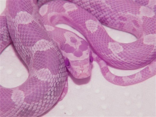 purple snake on Tumblr