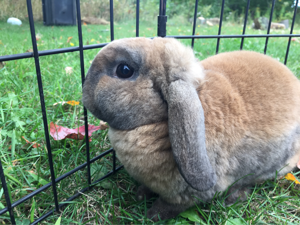 lop bunny plush