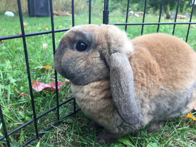 plush lop rabbit