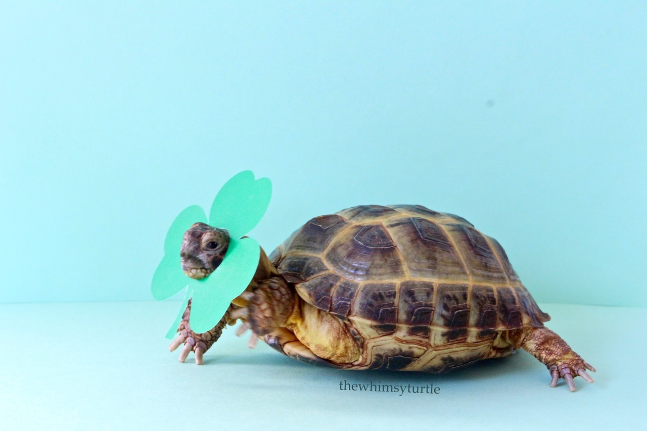 the whimsy turtle — Happy St. Patrick’s Day! ☘️ Finding the rare...