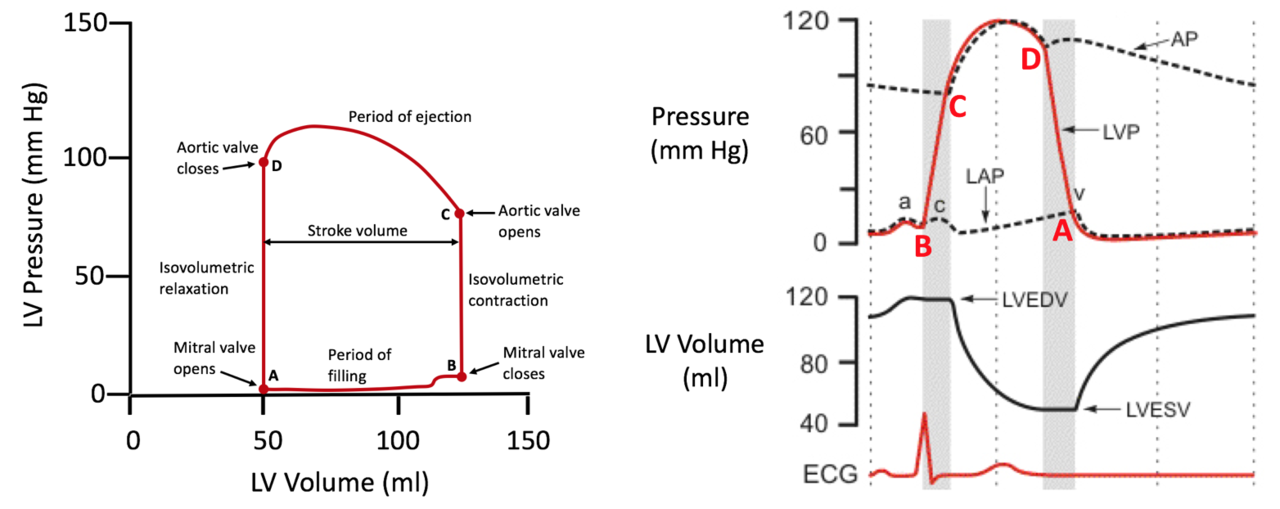 Solitude velocity alt. Диаграмма Wiggers. Диаграмму Wiggers при митральном стенозе. Pressure Volume loops and the Cardiac Cycle.