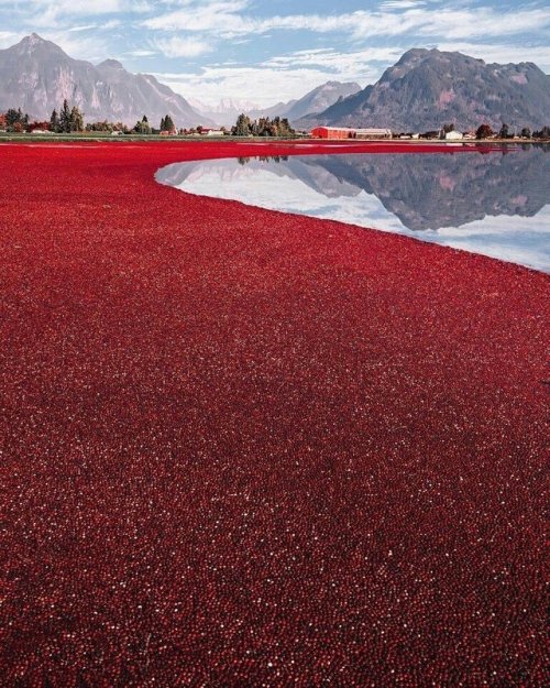 sixpenceee:
“Cranberry harvest in Canada. (Source)
”
