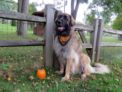 mapletheleonberger:Maple two years ago, last year and this...