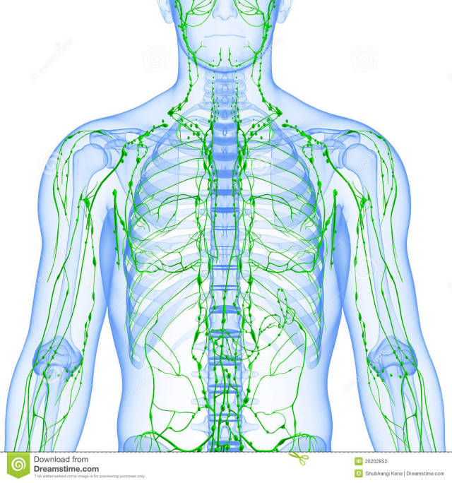 Medical Daily — Lymphatic System and disorder Overview