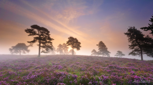 travelbinge:te5seract:Misty Woodland Sunrise, Misty New...