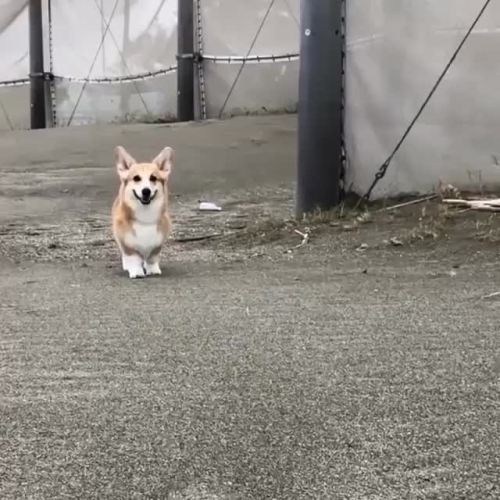 awwsfordays