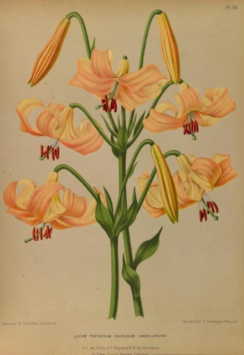 heaveninawildflower:Lilium.Illustrations taken from ‘Album van...