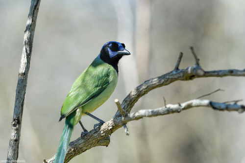 green jay jay birds bird photography wildlife photography nature photography photographers on tumblr original photographers