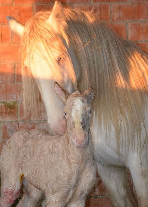 Les Légendes Celtiques - Elevage d'Irish Cob