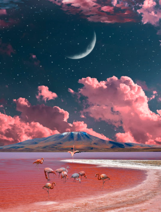 Albert Flamingo Aesthetic Wallpaper