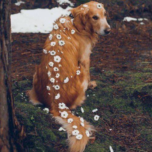 aww-so-pretty:Flower and dogs the perfect combination ! ;D