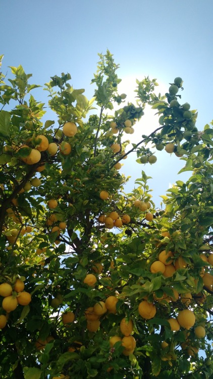 bigyoshienergy:startwerk17:My neighbor’s lemon tree looked so...