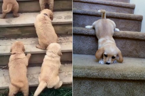 johnnyslittleanimalblog:stairs are hard….