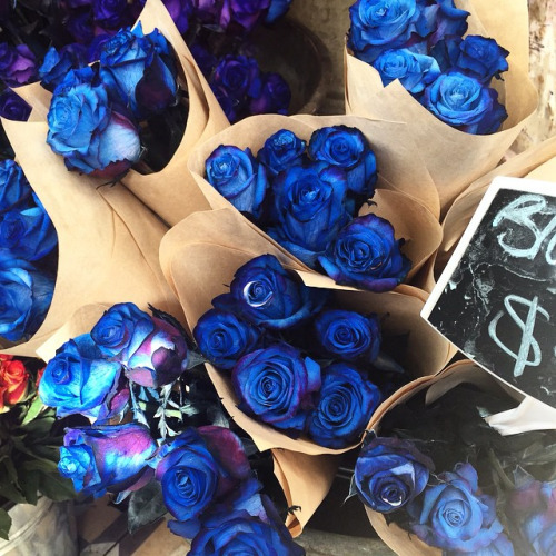blue flowers on Tumblr