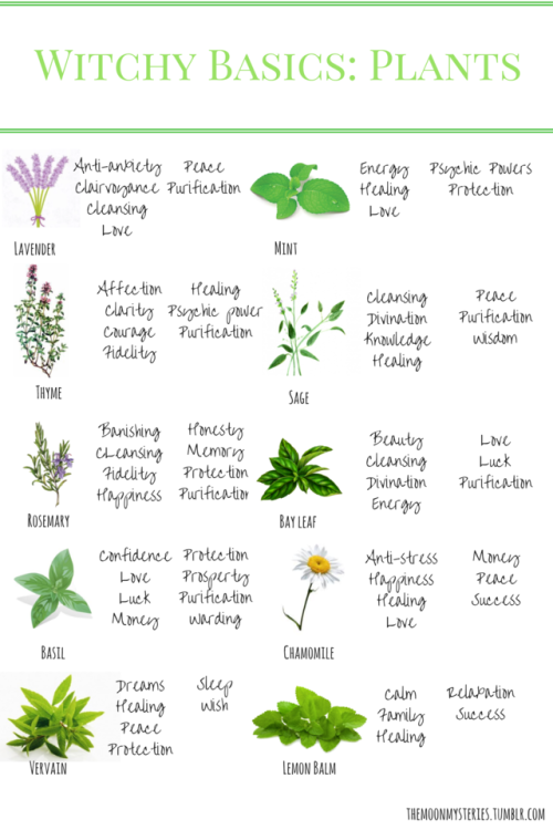 themoonmysteries:Witchcraft basics: Plants - part 1Here is a...