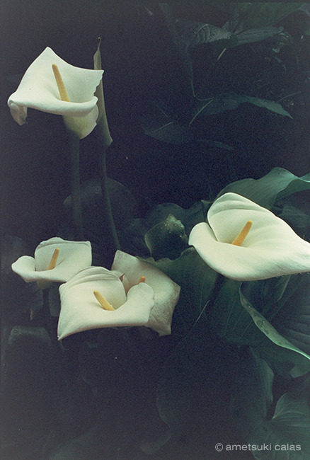 kagiananoniwa
