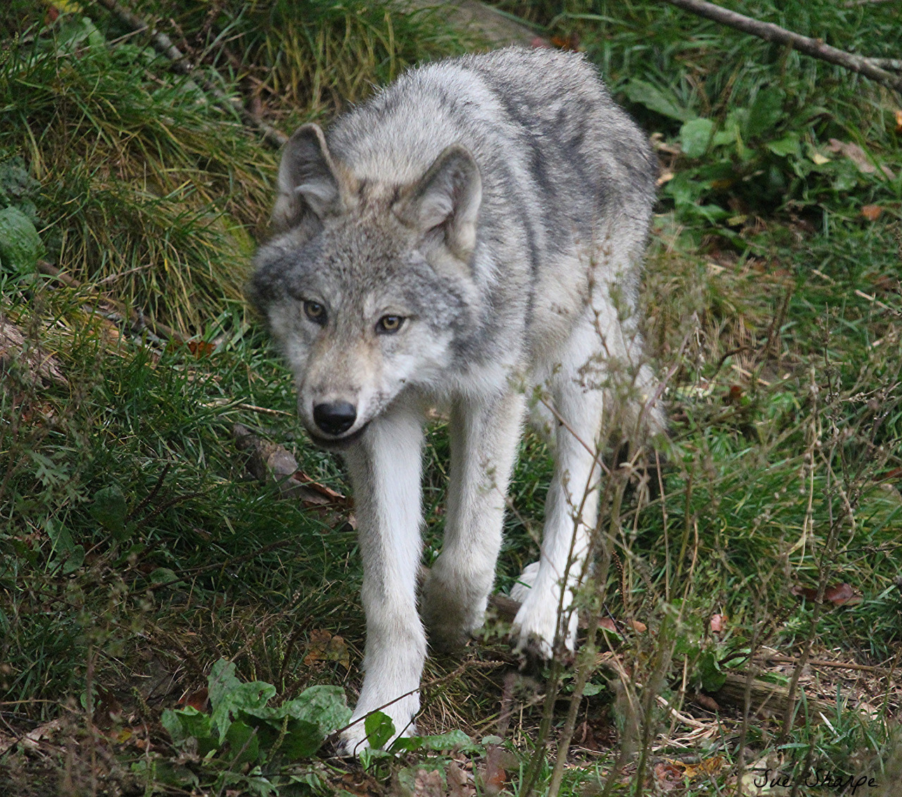 Sentient Peace - w-o-l-f–g-i-r-l: Grey Wolf Pup - female (5...