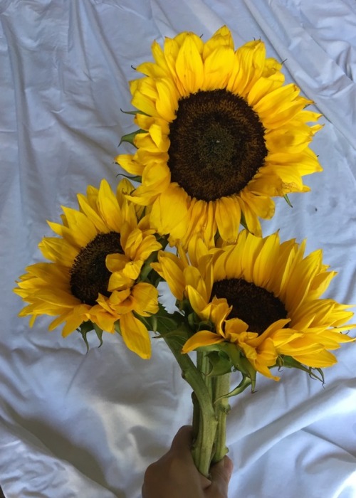 tealesbian:“The sunflower is mine, in a way.” ― Vincent van...