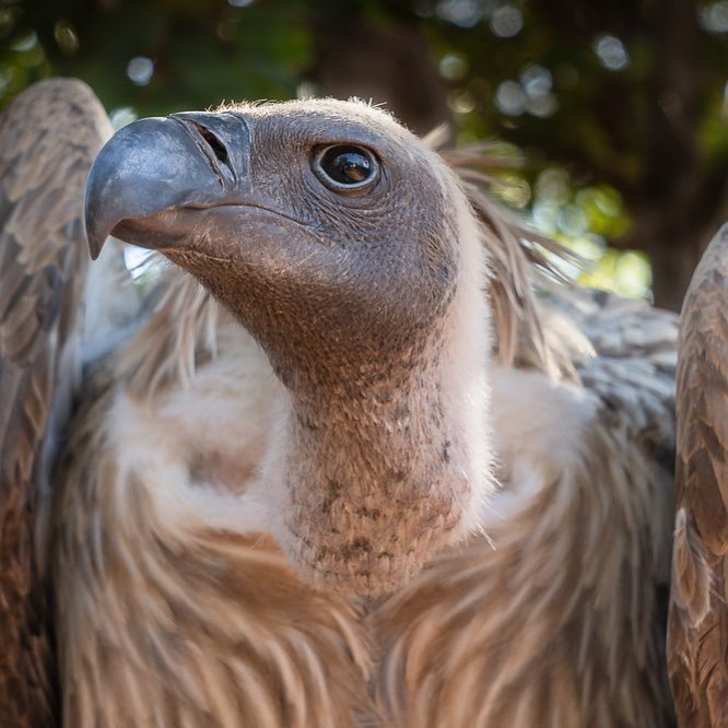 <p>White backed Vulture in Zimbabwe. </p>
<p>#experientialtravel <br/>
#experientialphotography <br/>
#SonyAlphaAnimalPortrait<br/>
#SonyAlphaANZ<br/>
#A7M3 (at Victoria Falls Wildlife Trust)<br/>
<a href="https://www.instagram.com/p/ByOyNSiAlA6/?igshid=9r1er4542d5l" target="_blank">https://www.instagram.com/p/ByOyNSiAlA6/?igshid=9r1er4542d5l</a></p>