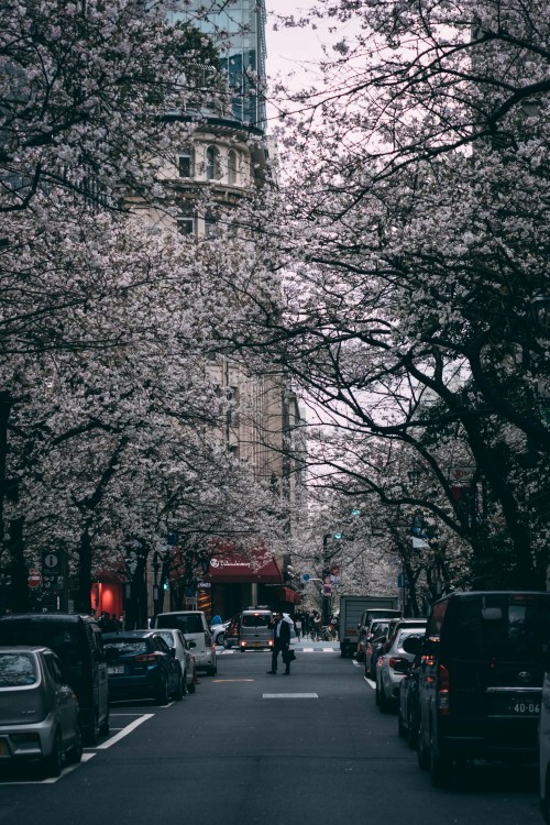 sleeplessintokyo87