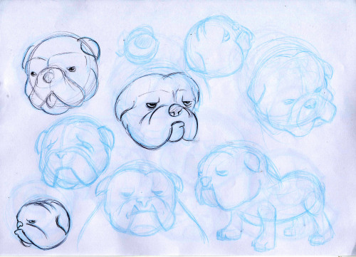 British Bulldog sketches