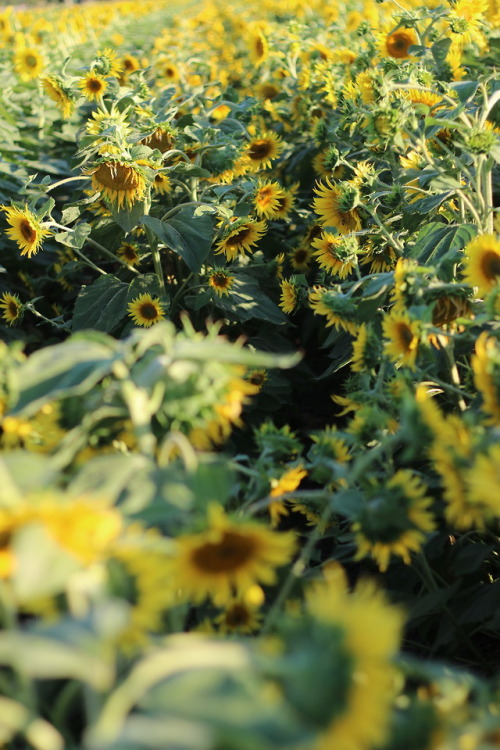 There is about a two week span in the summer that sunflowers are...