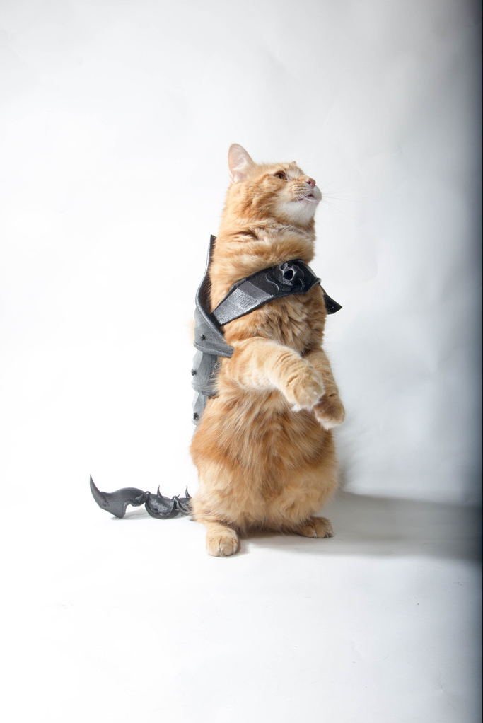 Random Stuff  thingiverse  3D  Printed  Cat  Armor by 