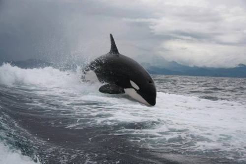 blackfishsound:Photos by Marisol Jenkins of an orca riding in...