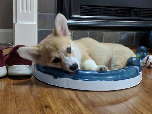 corgikistan:Typo, that’s a cat toy, not a dog bed…