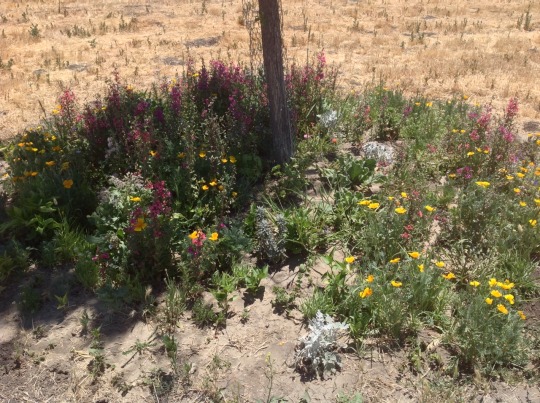 Wide shot of a mix of blooming flowers around a tree trunk, mostly in shades of pink and orange.