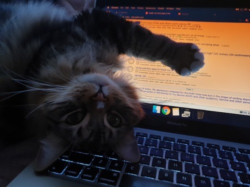 cutecatpics