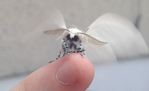 tumblr_njuvymbcRi1sybtbuo1_500.gif