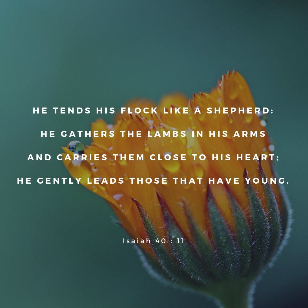 The Living — Isaiah 40:11 (niv) - He Tends His Flock Like A