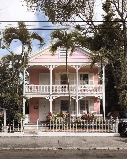 andantegrazioso:Pink Florida |crazycatladyldn