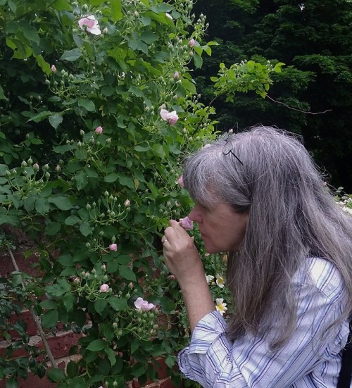 Amazing roses and lots of sniffing at the Lynchburg Va Old City...