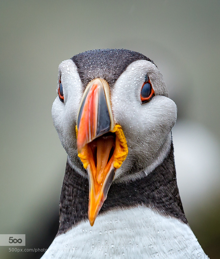 Superb Nature Chatterbox By Njarvis1 Http Ift Tt 1SqKeXm   Tumblr Nrmd31p2fK1ssk8cyo1 1280 