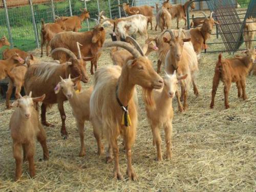 ainawgsd:The Golden Guernsey is a rare breed of goat from the...